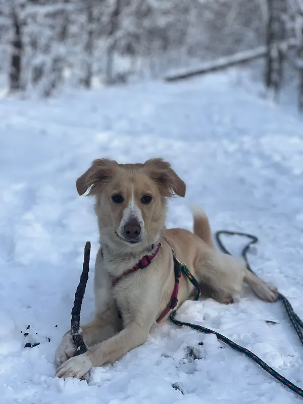 Znaleziono psa, Sosnowiec, 6 września 2024 (1/3)