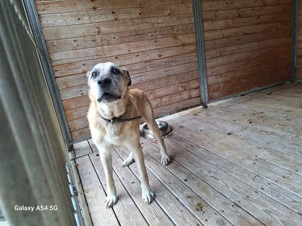 Pies do adopcji, Orzechowce, 9 września 2024 (1/5)