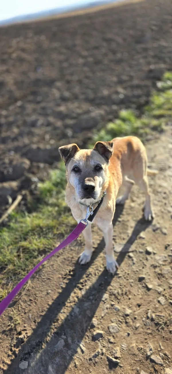 Pies do adopcji, Orzechowce, 9 września 2024 (3/5)