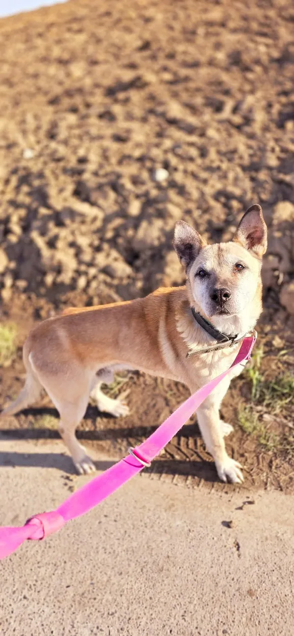 Pies do adopcji, Orzechowce, 9 września 2024 (5/5)