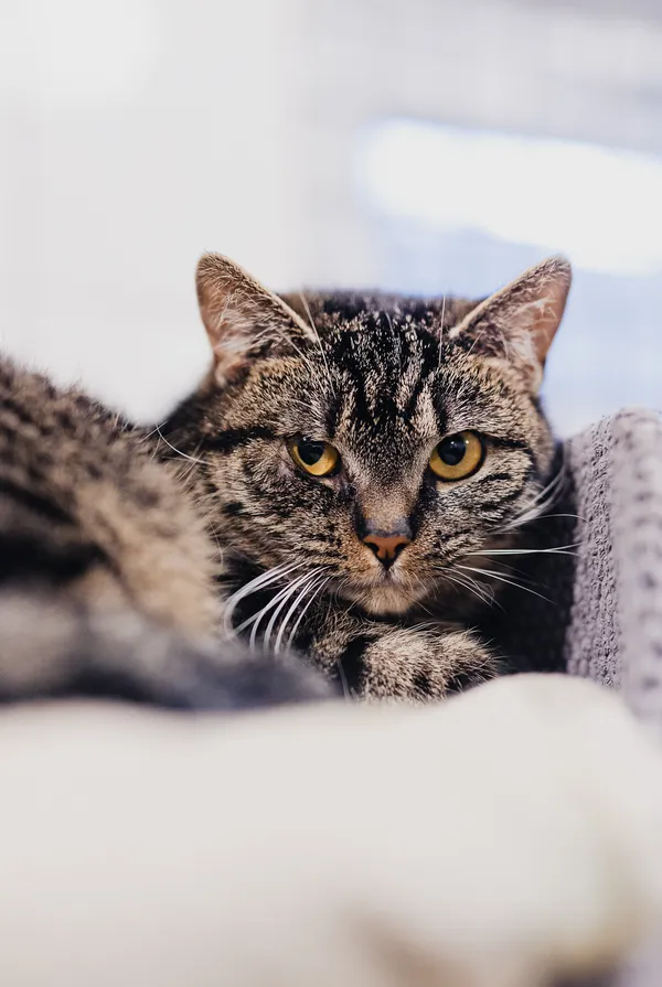 Kot do adopcji, Częstochowa, 2 lipca 2024 (1/5)