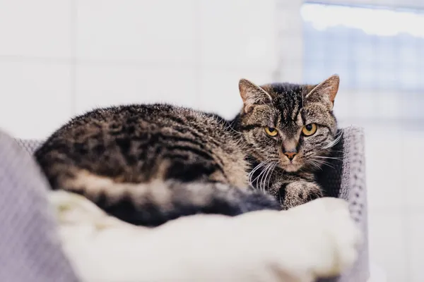 Kot do adopcji, Częstochowa, 2 lipca 2024 (2/5)