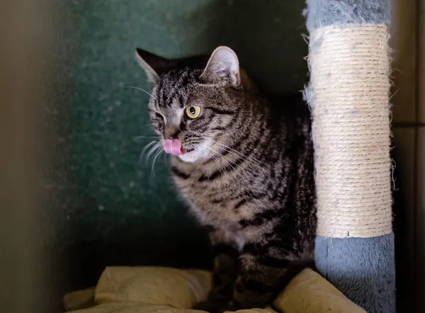 Kot do adopcji, Częstochowa, 2 lipca 2024 (3/5)