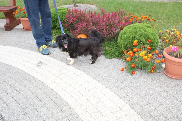 Pies do adopcji, Dębniak, 8 maja 2024