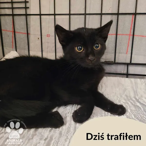 Znaleziono kota, Gdynia, 1 września 2024