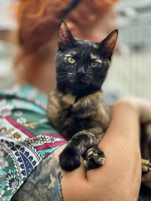 Kot do adopcji, Piła, 27 sierpnia 2024 (5/5)