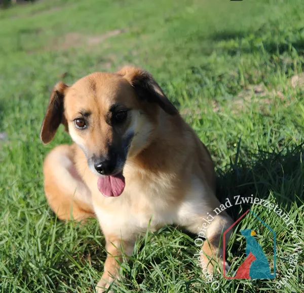 Pies do adopcji, Węgrowo, 28 grudnia 2019 (2/4)