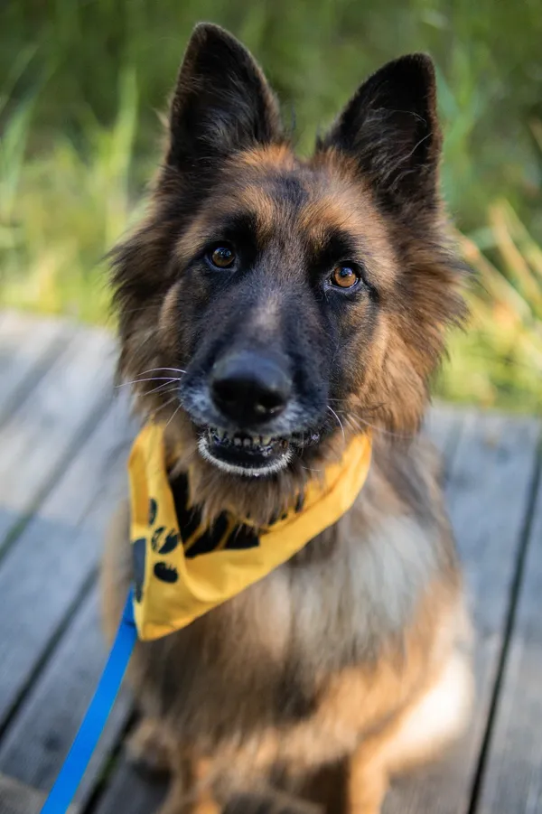 Pies do adopcji, Sosnowiec, 30 sierpnia 2024 (2/5)