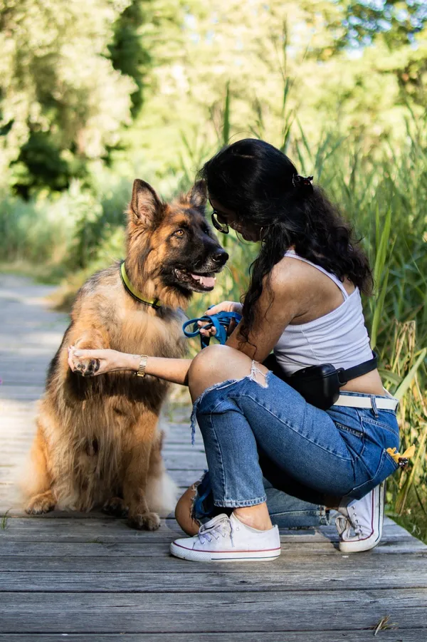 Pies do adopcji, Sosnowiec, 30 sierpnia 2024 (4/5)