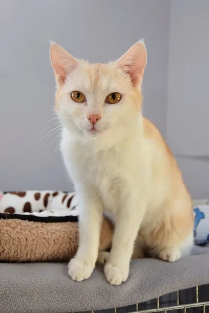 Kot do adopcji, Piła, 20 lipca 2024 (2/2)