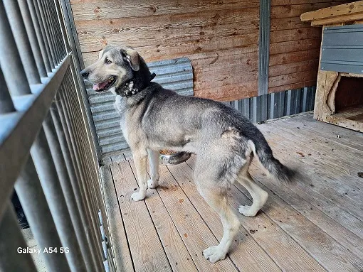 Pies do adopcji, Orzechowce, 23 września 2024 (1/5)