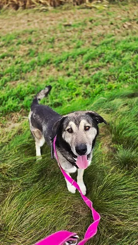 Pies do adopcji, Orzechowce, 23 września 2024 (4/5)