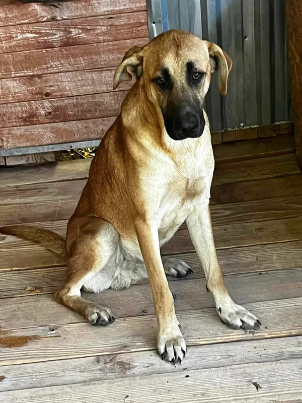 Pies do adopcji, Orzechowce, 13 sierpnia 2025 (1/5)