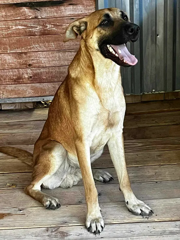 Pies do adopcji, Orzechowce, 13 sierpnia 2025 (3/5)