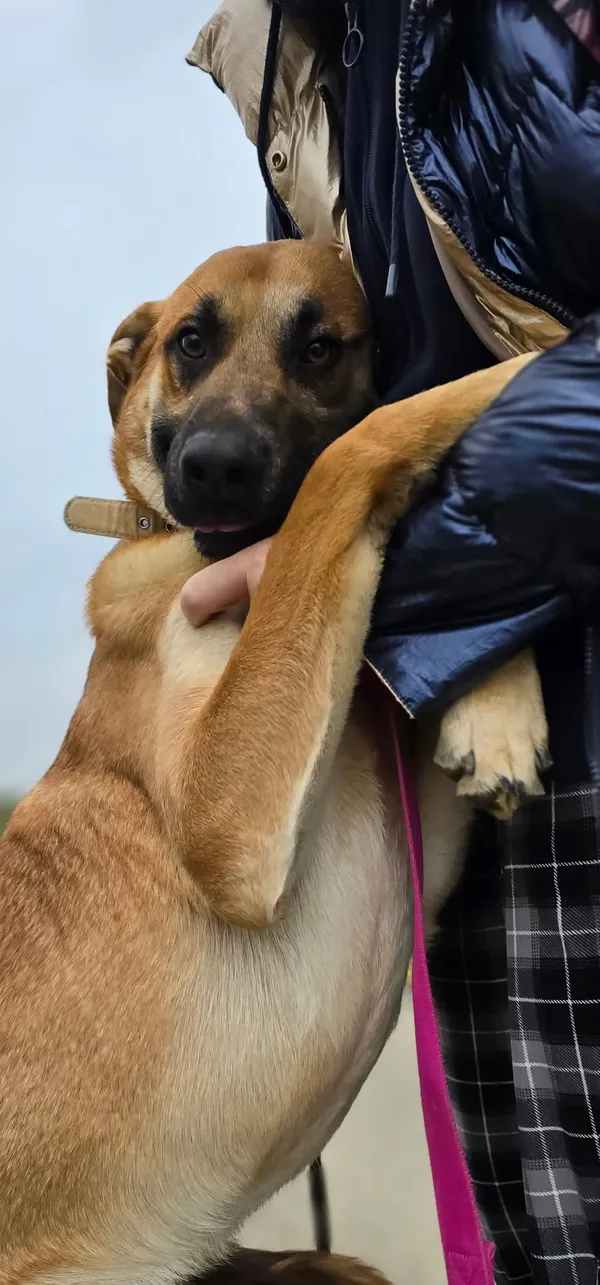 Pies do adopcji, Orzechowce, 13 sierpnia 2025 (5/5)