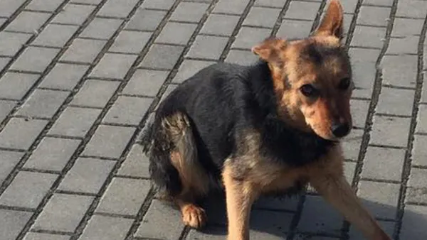 Pies do adopcji, Tatary, 25 kwietnia 2022 (1/2)