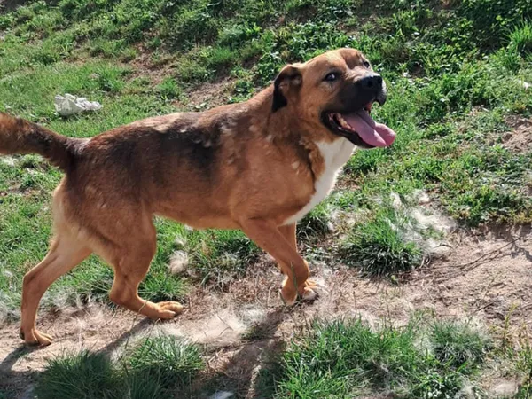 Pies do adopcji, Tatary, 25 marca 2022 (2/4)