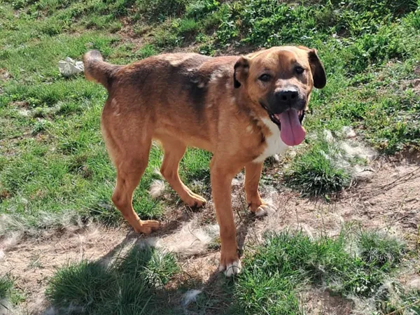 Pies do adopcji, Tatary, 25 marca 2022 (3/4)