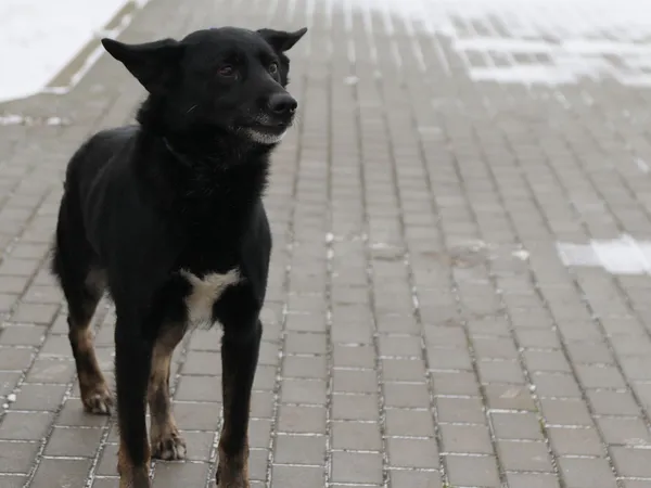 Pies do adopcji, Tatary, 29 listopada 2021 (3/4)