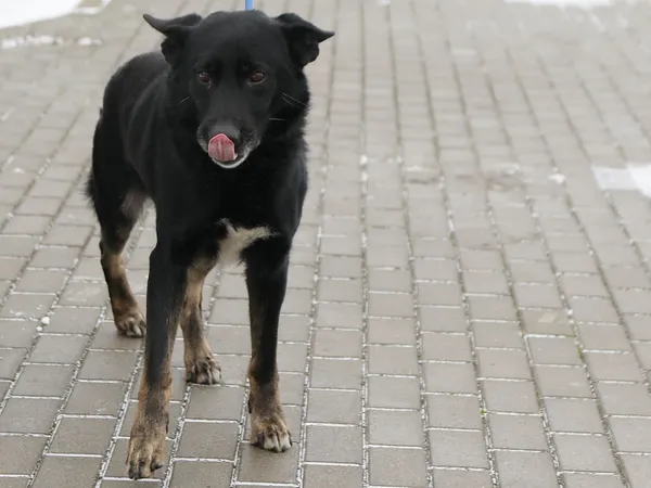 Pies do adopcji, Tatary, 29 listopada 2021 (4/4)