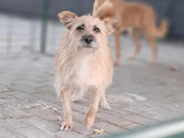 Pies do adopcji, Tatary, 7 maja 2021 (3/3)