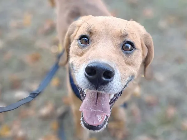 Pies do adopcji, Tatary, 13 stycznia 2021 (2/3)