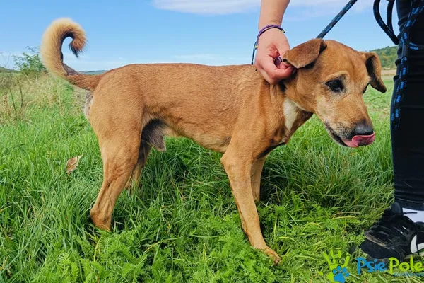 Znaleziono psa, Racławice, 24 września 2024 (2/4)