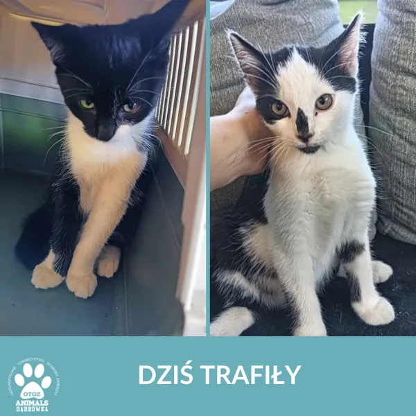Znaleziono kota, Dąbrówka, 27 września 2024