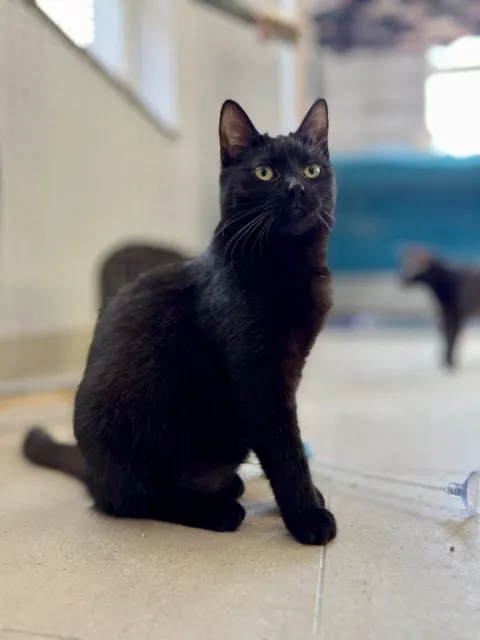 Kot do adopcji, Piła, 20 lipca 2024 (1/3)