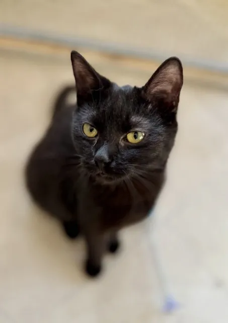 Kot do adopcji, Piła, 20 lipca 2024 (2/3)