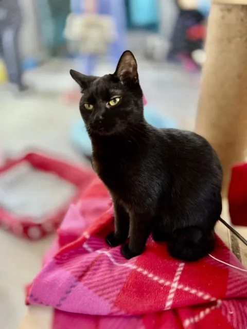 Kot do adopcji, Piła, 20 lipca 2024 (3/3)