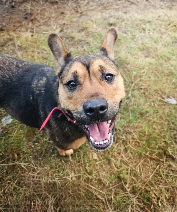 Pies do adopcji, Sosnowice, 23 września 2024 (2/5)