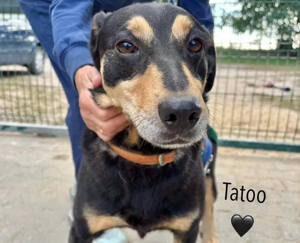 Pies do adopcji, Przyborówko, 10 lutego 2025 (2/5)