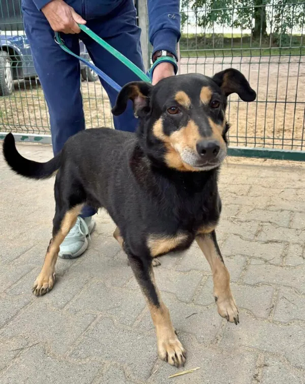 Pies do adopcji, Przyborówko, 10 lutego 2025 (3/5)