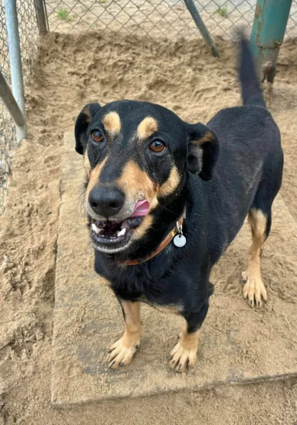 Pies do adopcji, Przyborówko, 10 lutego 2025 (4/5)