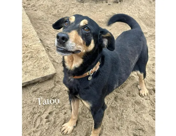 Pies do adopcji, Przyborówko, 10 lutego 2025 (5/5)