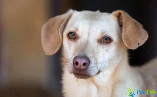 Pies do adopcji, Racławice, 27 września 2024 (1/5)