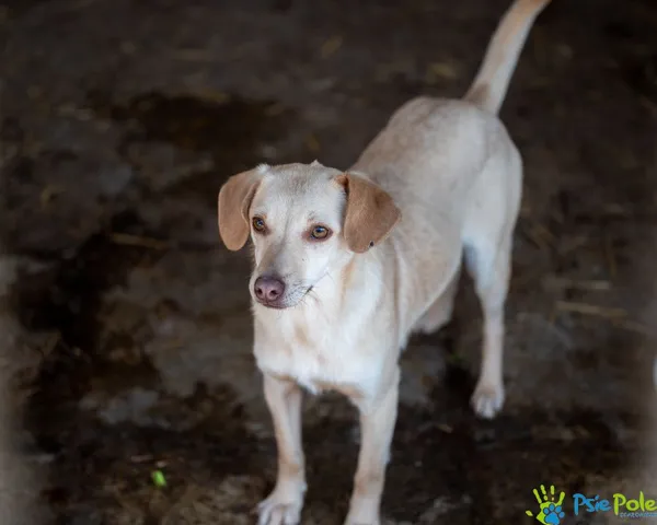 Pies do adopcji, Racławice, 27 września 2024 (2/5)