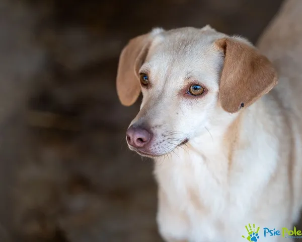 Pies do adopcji, Racławice, 27 września 2024 (3/5)