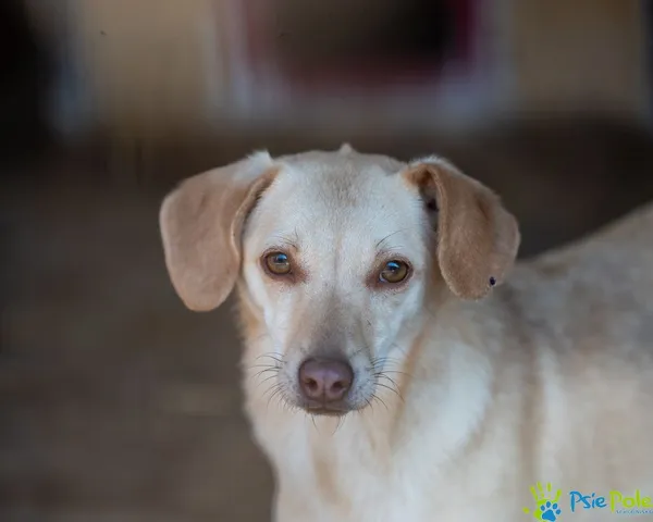 Pies do adopcji, Racławice, 27 września 2024 (4/5)