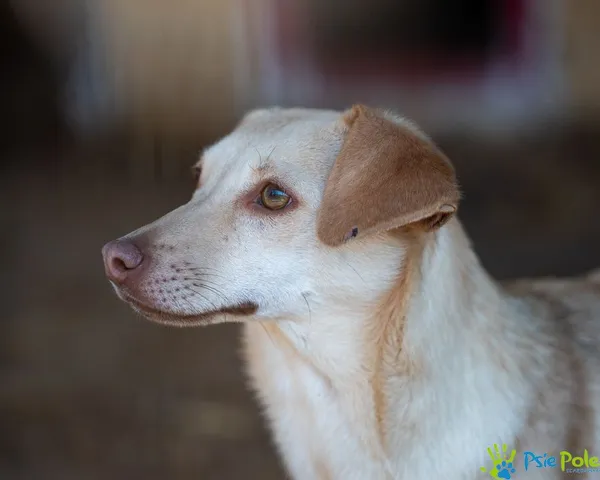 Pies do adopcji, Racławice, 27 września 2024 (5/5)