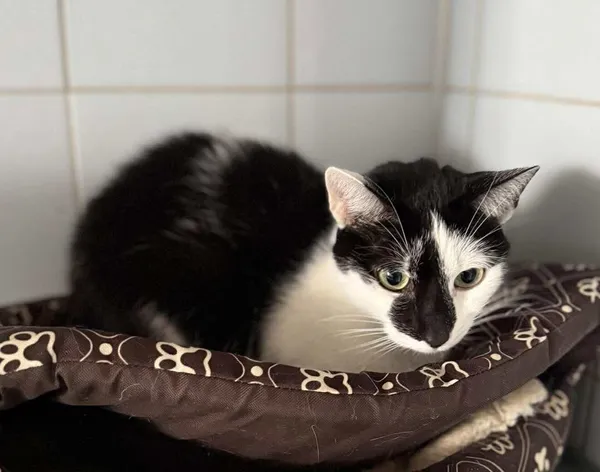 Znaleziono kota, Lublin, 3 października 2024