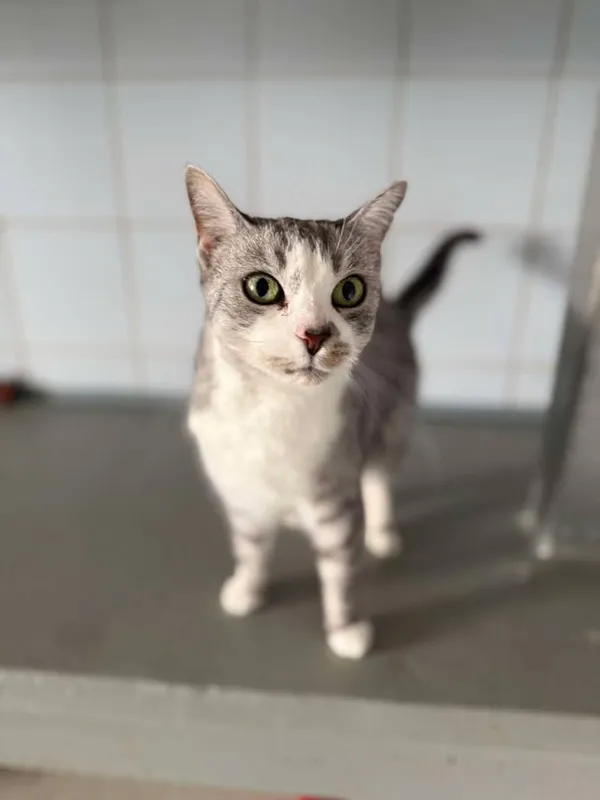 Znaleziono kota, Lublin, 3 października 2024