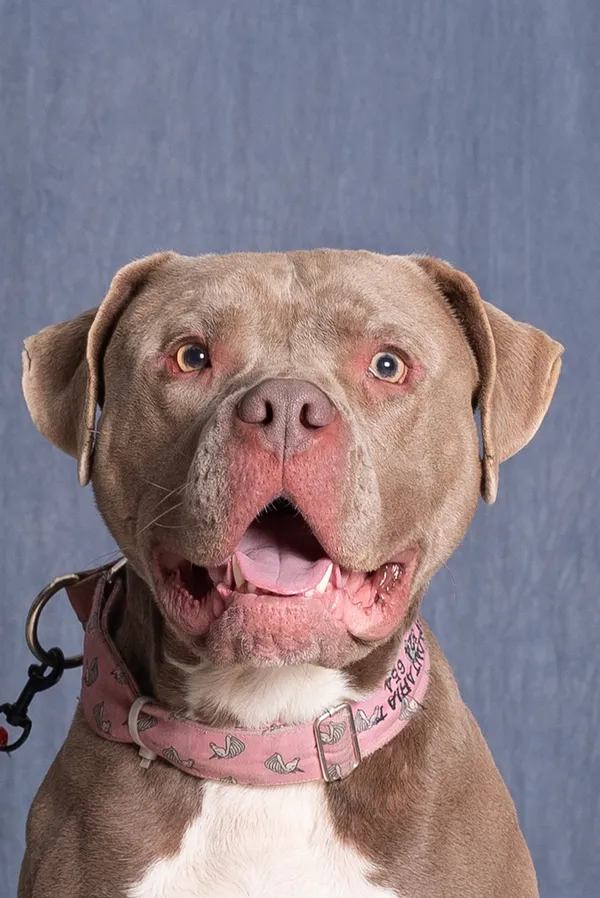 Znaleziono psa, Gdańsk, 2 października 2024