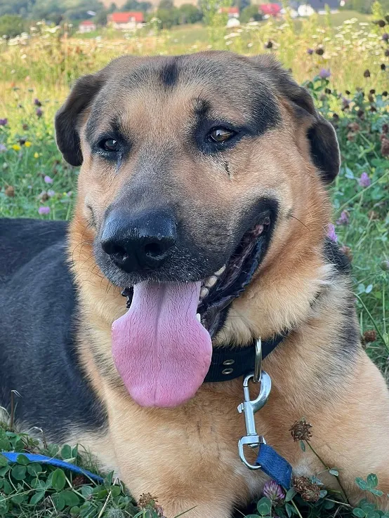 Pies do adopcji, Orzechowce, 28 sierpnia 2024 (3/5)