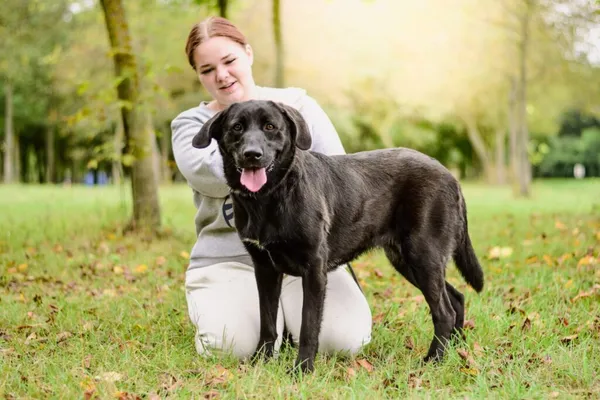 Pies do adopcji, Radom, 24 września 2025 (4/5)