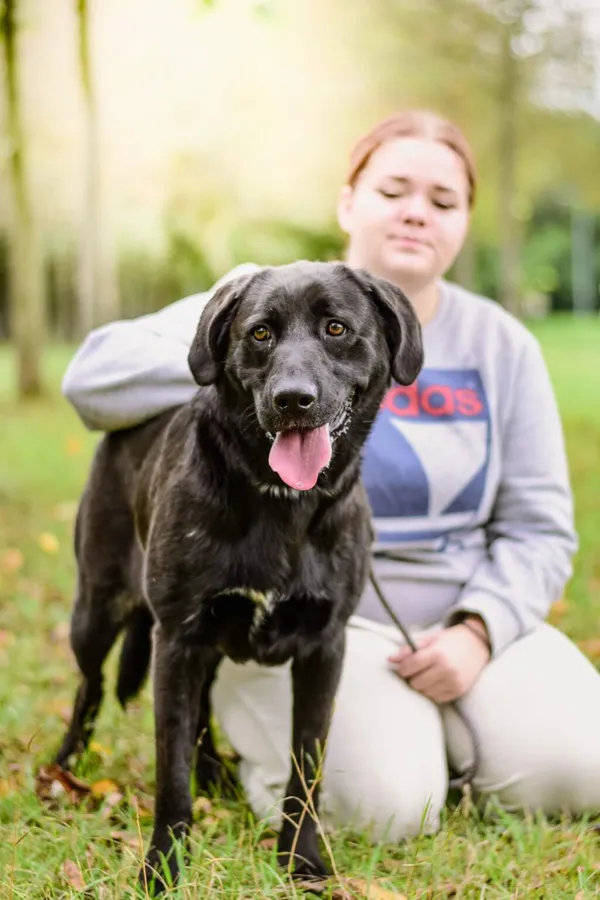 Pies do adopcji, Radom, 24 września 2025 (5/5)