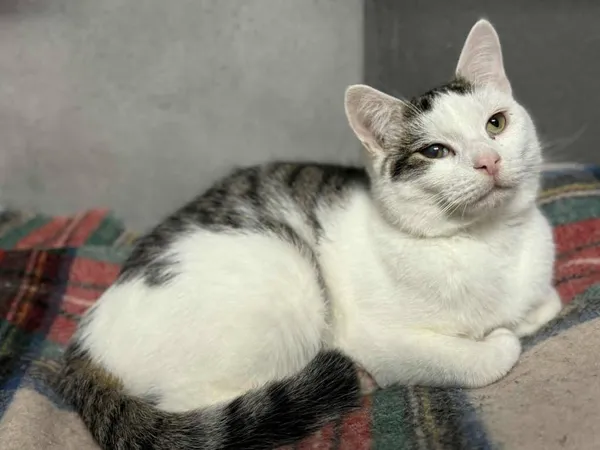 Znaleziono kota, Chojnice, 7 października 2024 (2/2)