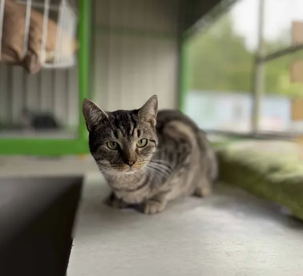 Znaleziono kota, Chojnice, 7 października 2024 (1/2)