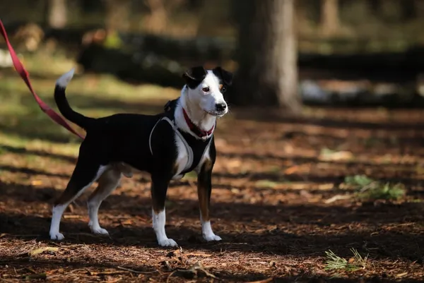 Pies do adopcji, Piła, 26 maja 2024 (2/5)